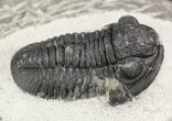 Gerastos Trilobite Fossil - Morocco #52117-2
